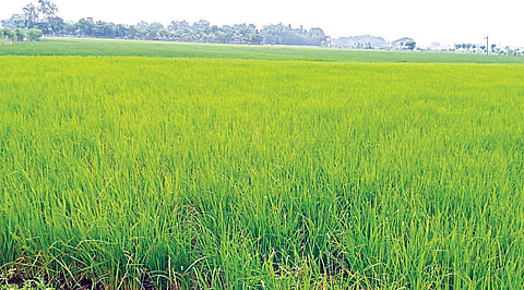 உழவைப் பெருக்கும் உயிர் கரைசல்