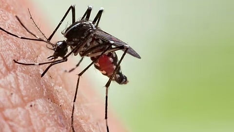 பி பாசிட்டிவ் ரத்தம்தான் கொசுக்களுக்குப் பிடிக்குமா? | டிங்குவிடம் கேளுங்கள்