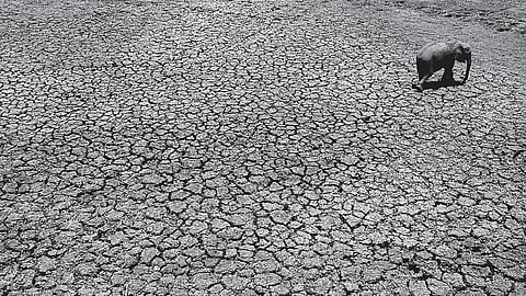 யானைகளும் காலநிலை மாற்றமும் | காடு என்ன சொல்கிறது? - 11