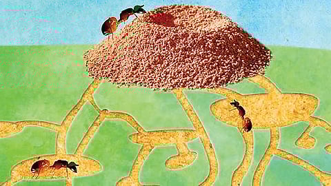 புவித் தொழில்நுட்பப் பொறியாளர் எறும்பு | இயற்கையில் அறிவியல் 20