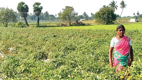 மிளகாய் சாகுபடியில் அதிக மகசூல் பெற்ற மகேஸ்வரி