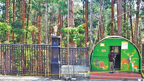 புலி நடமாட்டம் காரணமாக முன்னெச்சரிக்கை நடவடிக்கையாக பைன் பாரஸ்ட் சுற்றுலா தலம் மூடப்பட்டது.