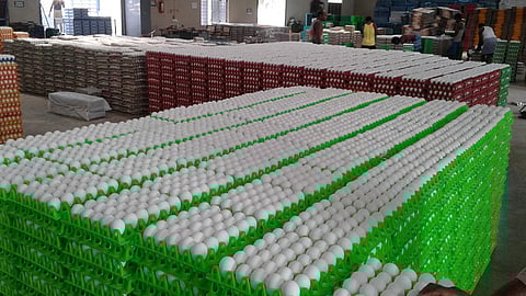 நாமக்கல் மண்டலத்தில் 1 கோடி முட்டைகள் தேக்கம் - ஈரான் போர் தாக்கத்தால் ஏற்றுமதி பாதிப்பு