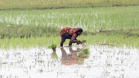 உழவுத் தொழிலில் மகளிர்: அங்கீகாரத்துக்கான தருணம் | ஐ.நா.வின் ‘உலகப் பெண் உழவர் ஆண்டு’ - 2026