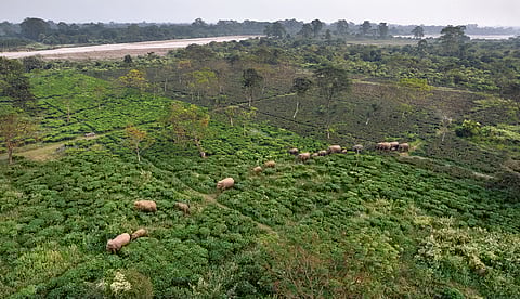 காட்டுக்கு உயிர்தரும் யானைகள்! | காடு என்ன சொல்கிறது? - 12