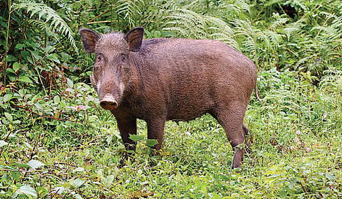 காட்டுப்பன்றிகள் படும் பாடு