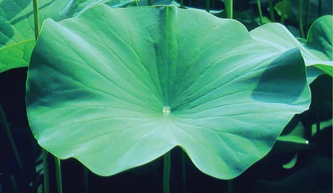 தாமரை இலையில் ஏன் நீர் ஒட்டுவதில்லை? | இயற்கையில் அறிவியல் 22