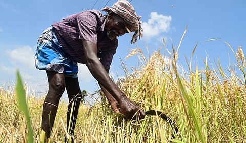 முப்போகமும் நெல் விவசாயம் தப்பில்லையா...?