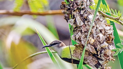 ஊர்த் தேன்சிட்டு |படங்கள்: ரமா நீலமேகம் |