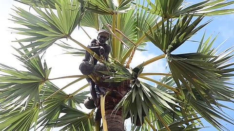 கள் இறக்க, விற்க அனுமதி கோரிய வழக்கில் 6 ஆண்டுகளாக பதிலளிக்காத அரசுக்கு நீதிபதிகள் எச்சரிக்கை