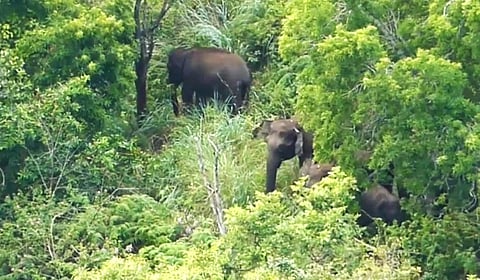 யானைகள் நடமாட்டம்