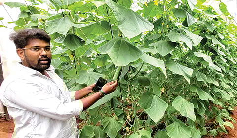 பசுமைக்குடிலில் வெள்ளரி சாகுபடி செய்யும் இளம் விவசாயி அரவிந்த் விஜய்.