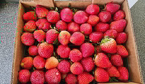 கட்சிரோலி பகுதியில் ஸ்ட்ராபெர்ரி சாகுபடி அதிக லாபம் தந்துள்ளதாக விவசாயிகள் மகிழ்ச்சி