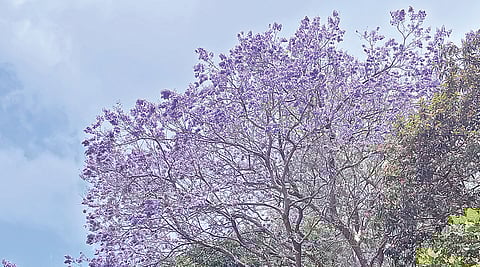 கொடைக்கானல் பெருமாள்மலையில் ஊதா வண்ணத்தில் பூத்துக்குலுங்கும் ஜக்கரன்டா மிமோசி போலியா மரம்.