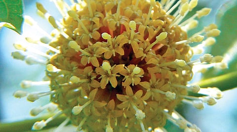 எது உண்மைக் கடம்பு? | ஆயிரம் மலர்களே மலருங்கள் 21