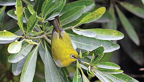 வெள்ளைக்கண்ணி