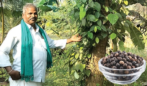 சமவெளியில் மிளகு சாகுபடி செய்து அசத்தல்: ரசாயன உரக்கடைக்காரர் இயற்கை விவசாயி ஆனார்