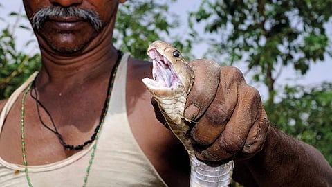 2025-ம் ஆண்டில் 431 பேர் பாம்பு கடித்து உயிரிழப்பு: மத்திய அரசு