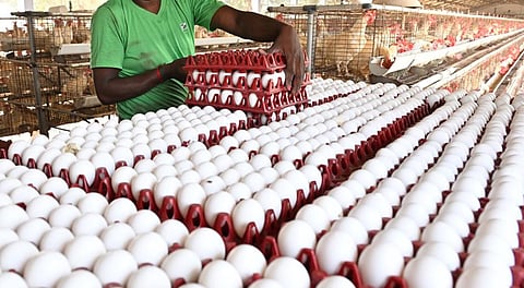 விமானம் மூலம் முட்டை ஏற்றுமதி செய்ய நடவடிக்கை: கோழிப் பண்ணையாளர்கள் சங்கம் தகவல்