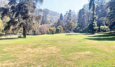 பசுமை பொங்கும் ஊட்டி தாவரவியல் பூங்கா புல்தரை.