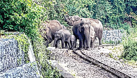 குன்னூர் அருகே ரன்னிமேடு பகுதியில் மலை ரயில் பாதையில் முகாமிட்டிருந்த யானைகள்.