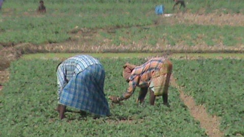 கர்நாடக மாநிலத்தில் 2,809 விவசாயிகள் தற்கொலை