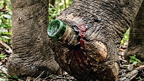 மனிதர்கள் மகத்தானவர்களா, ஆபத்தானவர்களா? | என் பாதையில்