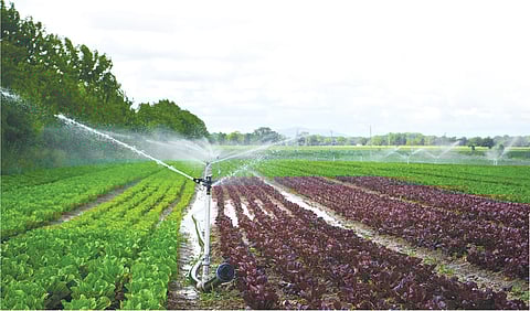 விளைச்சலைப் பெருக்க உதவும் கோடைக்கால பாசன மேலாண்மை