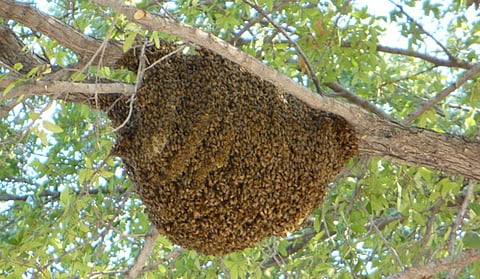 மழையால் தேன்கூடு கலையுமா? | டிங்குவிடம் கேளுங்கள்