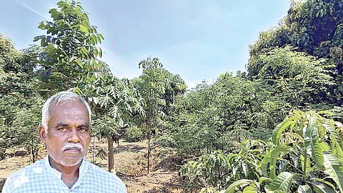 பழனிமலையின் பல அடுக்கு தோட்டம். (உள்படம்) பழனிமலை