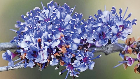 காயாம் பூ | படங்கள்: மா.அழகப்பன் |