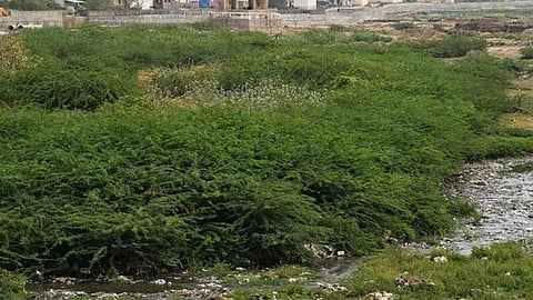 சீமை கருவேல மரங்கள் அகற்றும் பணிக்கு மாவட்ட அளவில் ஒருங்கிணைப்பு அலுவலர்: ஐகோர்ட் உத்தரவு