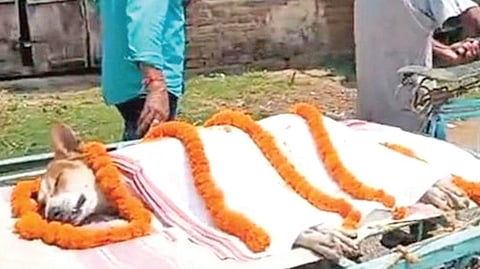 30 பள்ளிக் குழந்தைகளைக் காப்பாற்ற விஷ பாம்புடன் போராடி உயிர்நீத்த தெரு நாய்