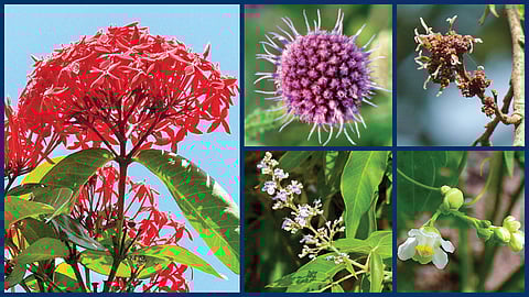 பண்டைத் தமிழர்களின் இயற்கைப் பிணைப்பும் தாவரவியல் அறிவும் | ஆயிரம் மலர்களே மலருங்கள் 23