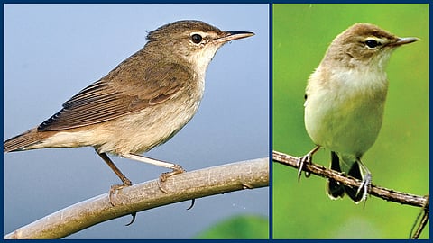 வேலிக் கதிர்க்குருவி படம்: ரேணுகா விஜயராகவன் |கருங்கால் கதிர்க்குருவி படம்: ப.ஜெகநாதன்