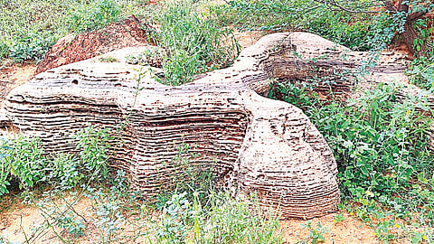 தூத்துக்குடி மாவட்டம் தருவைகுளம் அருகே பனையூரில் கண்டெடுக்கப்பட்ட கடல்சார் புதை படிமங்கள்.