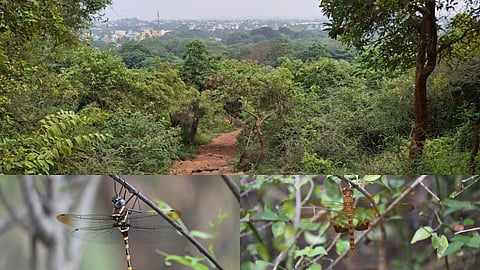 சென்னை குரோம்பேட்டையில் அரிய வகை தட்டான்கள்