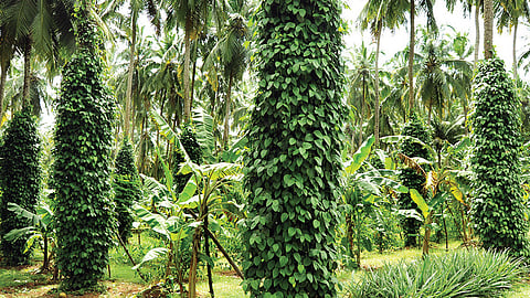 பல பயிர் சாகுபடியால் பலன்கள் அதிகம்