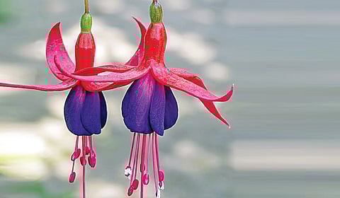 பெண் வடிவிலான ‘ப்யூசியா’ மலர்.