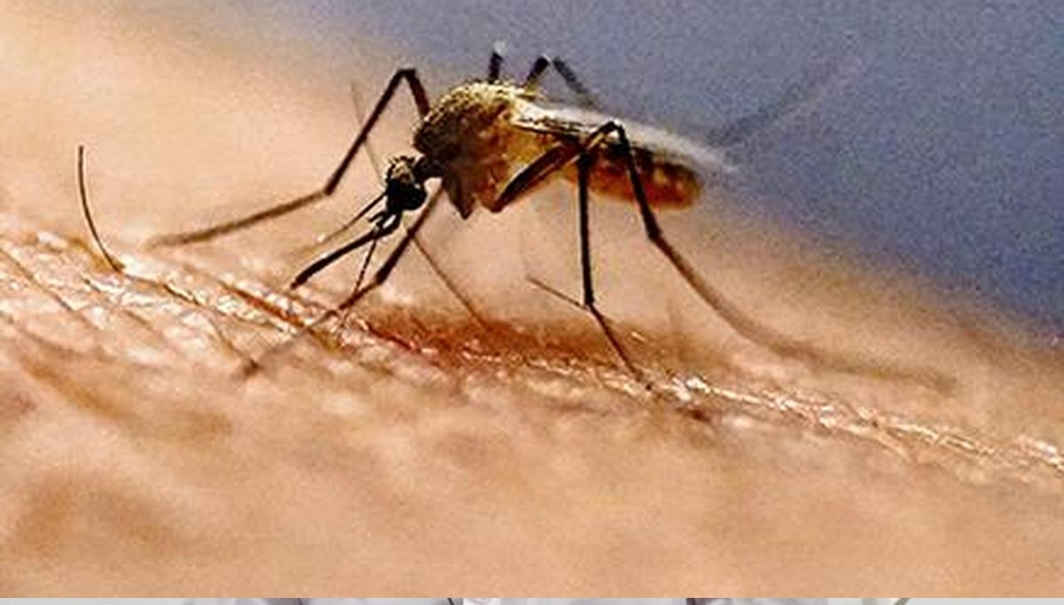 கொசுத் தொல்லை தொடர்பாக புகார்கள் வந்தால் 48 மணி நேரத்தில் நடவடிக்கை எடுக்க வேண்டும்: ஐகோர்ட்