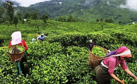 A Local’s Guide To The Silchar Tea Plantations