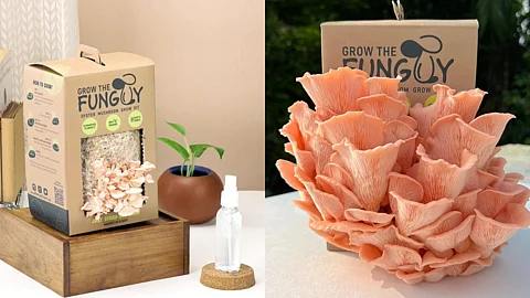 Grow Your Own Organic Oyster Mushrooms With 'Grow The Funguy'