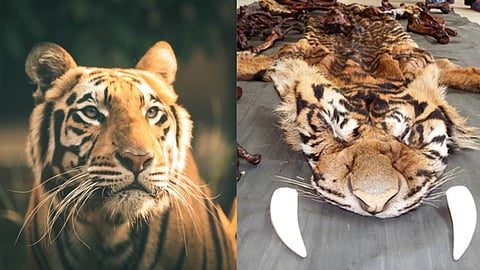 Project Tiger was launched on April 1, 1973, and is the country’s biggest and most successful tiger conservation program