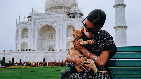 In India, Cats Are The Antithesis Of Tradition: Here's Why That's A Good Thing 