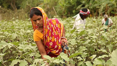 Environmental NGOs
