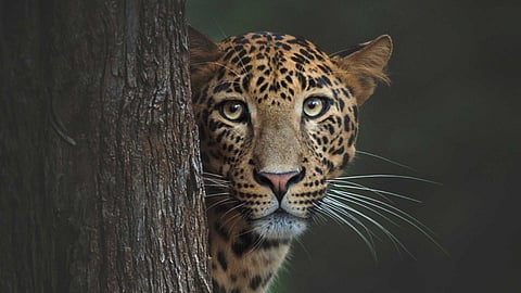 Here are some Indian wildlife photographers that are currently on our radar.