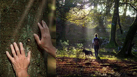 Forest Bathing involves being mindful of nature with all your five senses.