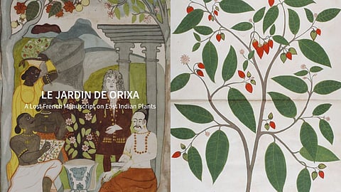 A 17th-century intercultural encounter between a French Surgeon and the residents of Orissa created a botanical treatise on East Indian plants.