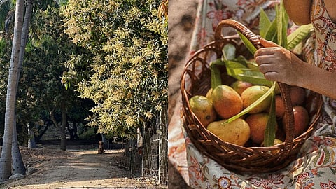 Velanga Orchard stands as a testament to the restorative power of nature and the art of slow living.