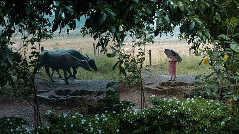In the villages, the daily rhythm of life revolves around the earth, the rain, and the animals.